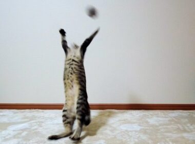 釣り竿型のおもちゃで子猫と遊んでみた結果