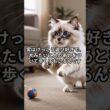 ラグドールの隠された真実　#shorts