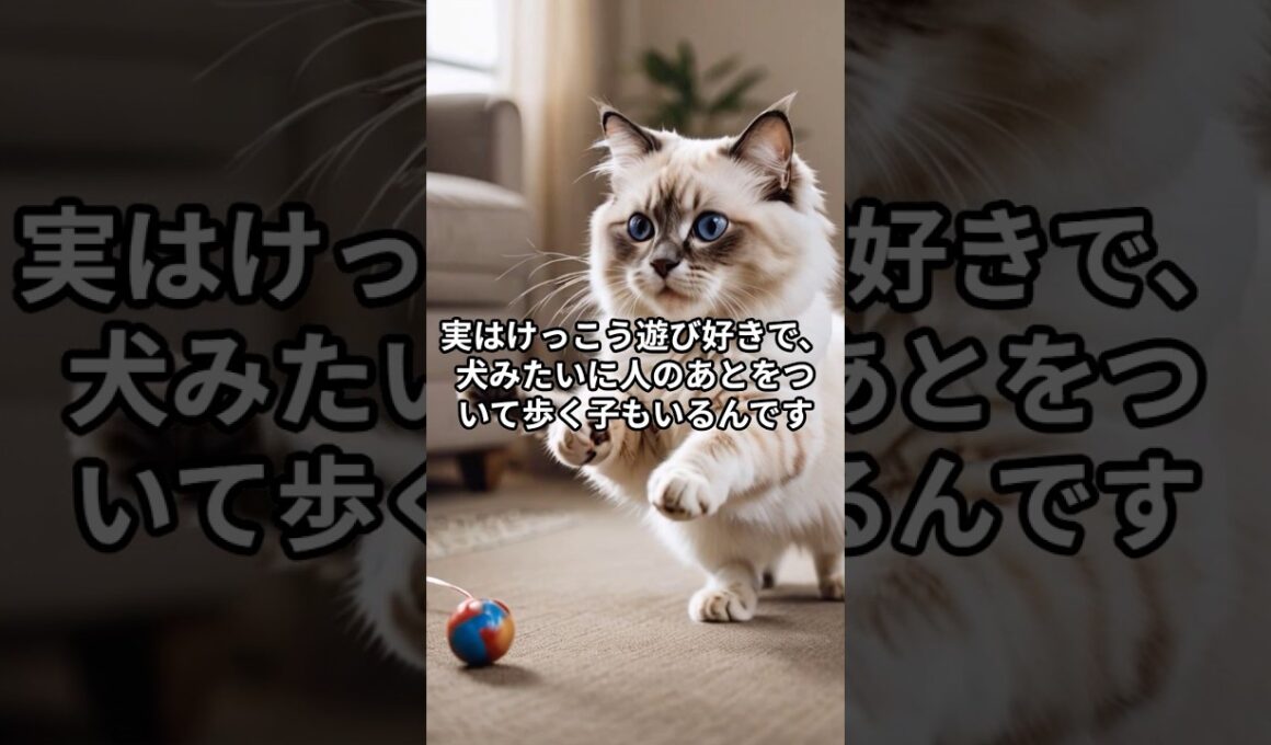 ラグドールの隠された真実　#shorts