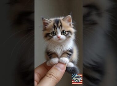 😂 Fluffy Kitten Wants Chocolate?! But You’re a Cat! 🐱🍫