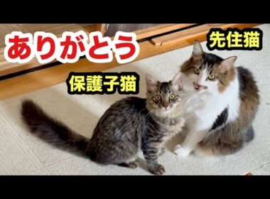 子猫のお世話する先住猫が優しすぎる様子がこちらです