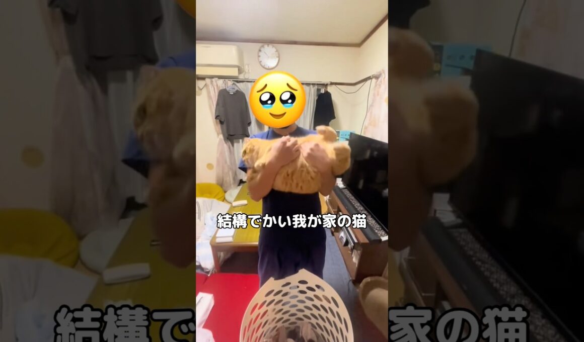 いもむし #スコティッシュフォールド #猫 #茶トラ #shorts