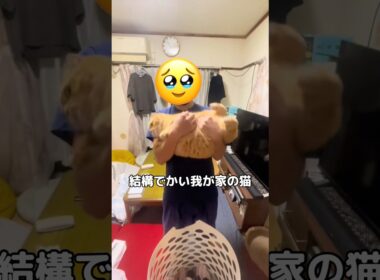いもむし #スコティッシュフォールド #猫 #茶トラ #shorts