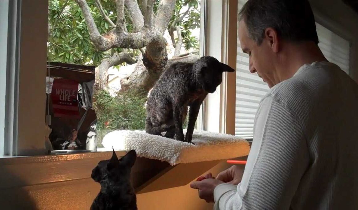 Cornish Rex Kitties Learn Clicker Training