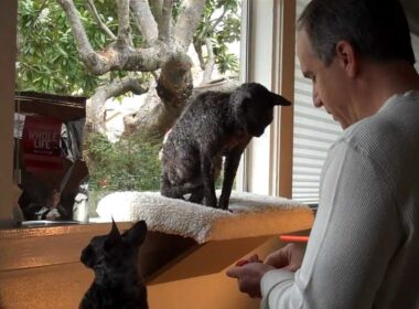 Cornish Rex Kitties Learn Clicker Training