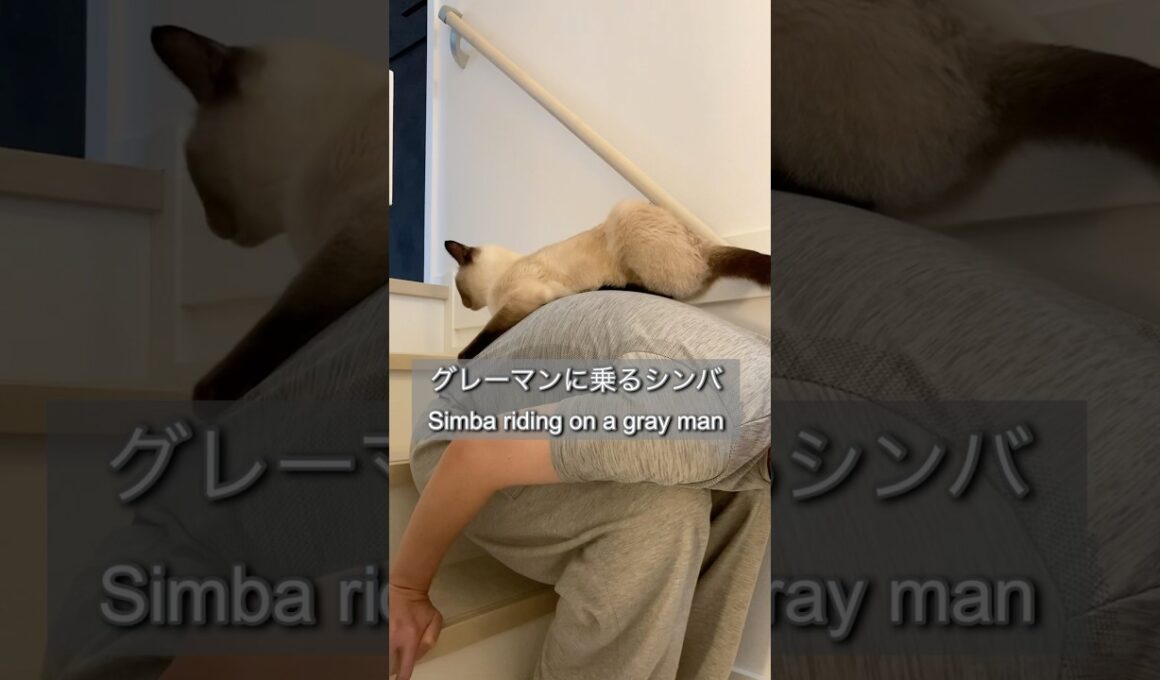 猫あるある Things cats do #shorts #ショート