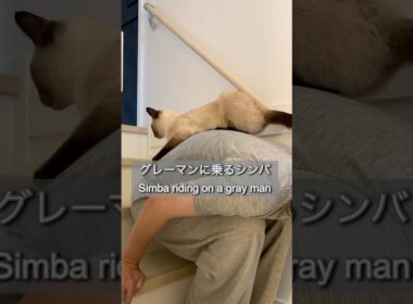 猫あるある Things cats do #shorts #ショート