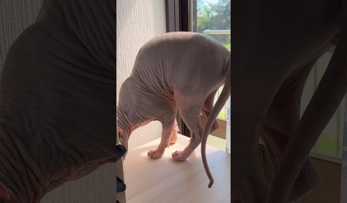 スフィンクス猫の休日#shorts #cat #猫 #sphynx #猫のいる暮らし #funny #pets #cute