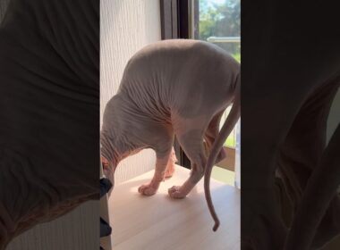スフィンクス猫の休日#shorts #cat #猫 #sphynx #猫のいる暮らし #funny #pets #cute