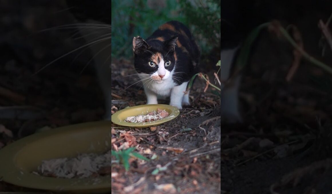公園に捨てられ、公園で生まれ、過酷な環境で生きる猫たち