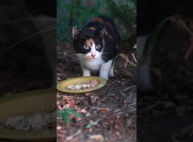 公園に捨てられ、公園で生まれ、過酷な環境で生きる猫たち