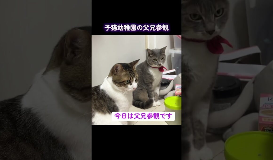 子猫幼稚園の父兄参観日、張り切る子猫兄妹 #cat  #猫  #ねこ  #保護猫 #cute #猫のいる暮らし #子猫 #shorts  #こねこ