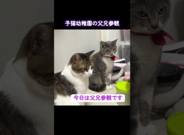 子猫幼稚園の父兄参観日、張り切る子猫兄妹 #cat  #猫  #ねこ  #保護猫 #cute #猫のいる暮らし #子猫 #shorts  #こねこ