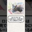 Q：ロシアンブルーはグレーなのになんでブルーなの？ #猫 #猫動画 #ねこ
