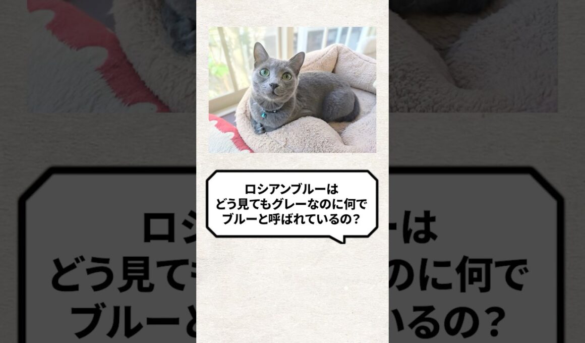 Q：ロシアンブルーはグレーなのになんでブルーなの？ #猫 #猫動画 #ねこ