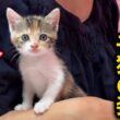 母ちゃんが好きすぎて片時も離れない可愛い子猫の姿