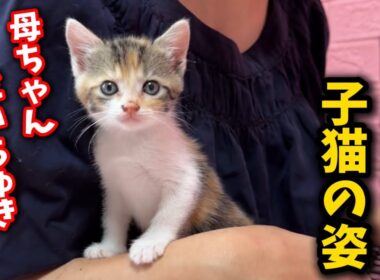 母ちゃんが好きすぎて片時も離れない可愛い子猫の姿