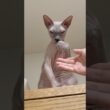 手を触らせてくれない毛のない猫【スフィンクス】