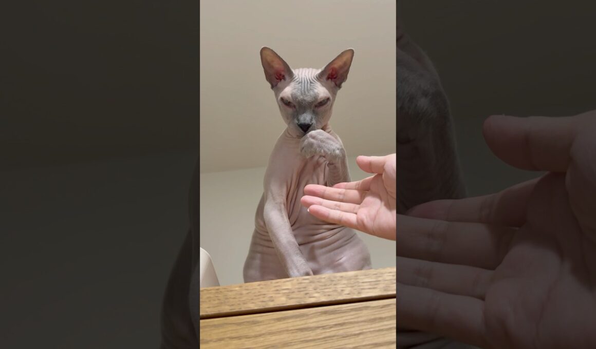 手を触らせてくれない毛のない猫【スフィンクス】