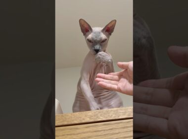 手を触らせてくれない毛のない猫【スフィンクス】