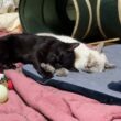 添い寝する子ネコ２匹。黒猫の黒夢、シャム雫。キジシロのルル「遊びたいけど、寝かせたままにするね」
