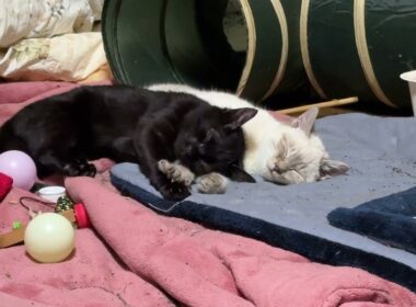 添い寝する子ネコ２匹。黒猫の黒夢、シャム雫。キジシロのルル「遊びたいけど、寝かせたままにするね」