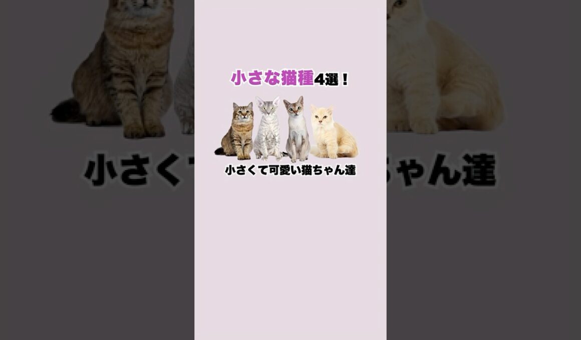 小型な猫種 4選！  #shorts #猫 #雑学 #cat