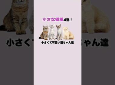 小型な猫種 4選！  #shorts #猫 #雑学 #cat