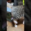 やめて、シャムの子ネコ雫ちゃん。クレベリンを、ひっくり返さないで。黒猫の子ネコ黒夢、コンテナに入ったので、じゃれるウp主