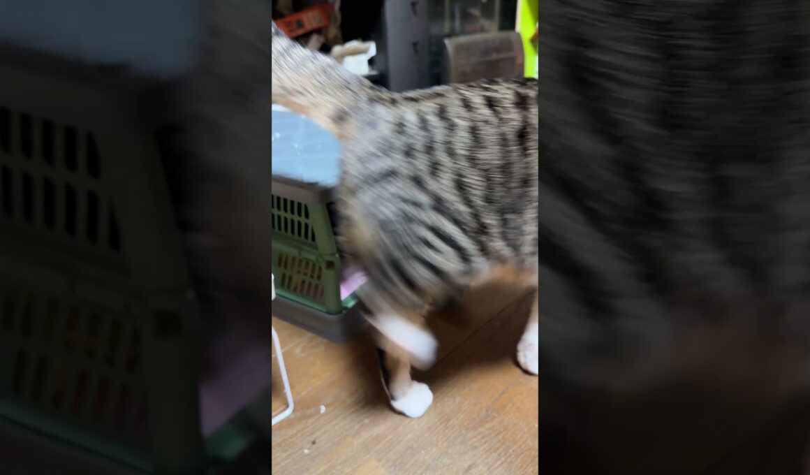 やめて、シャムの子ネコ雫ちゃん。クレベリンを、ひっくり返さないで。黒猫の子ネコ黒夢、コンテナに入ったので、じゃれるウp主