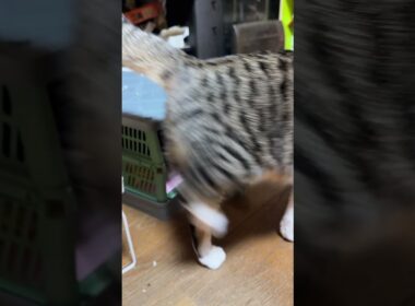 やめて、シャムの子ネコ雫ちゃん。クレベリンを、ひっくり返さないで。黒猫の子ネコ黒夢、コンテナに入ったので、じゃれるウp主