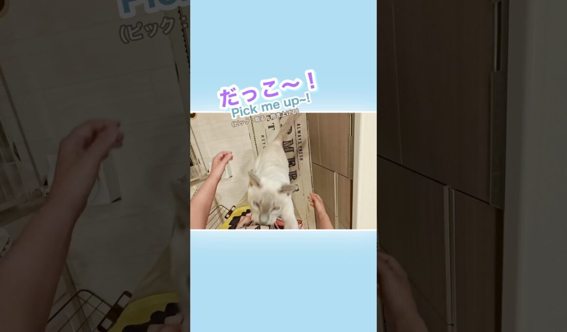 🐾甘えん坊猫のジャンプ抱っこで悶絶💛お昼ごはん前にゃん【トンキニーズ】Adorable Tonkinese Cuddles💛Before Lunch! #甘えん坊猫 #ジャンプ抱っこ #猫動画