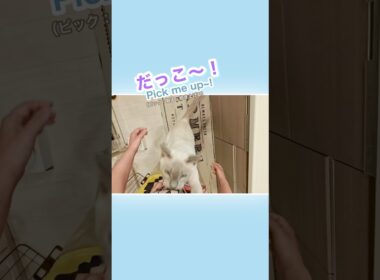 🐾甘えん坊猫のジャンプ抱っこで悶絶💛お昼ごはん前にゃん【トンキニーズ】Adorable Tonkinese Cuddles💛Before Lunch! #甘えん坊猫 #ジャンプ抱っこ #猫動画