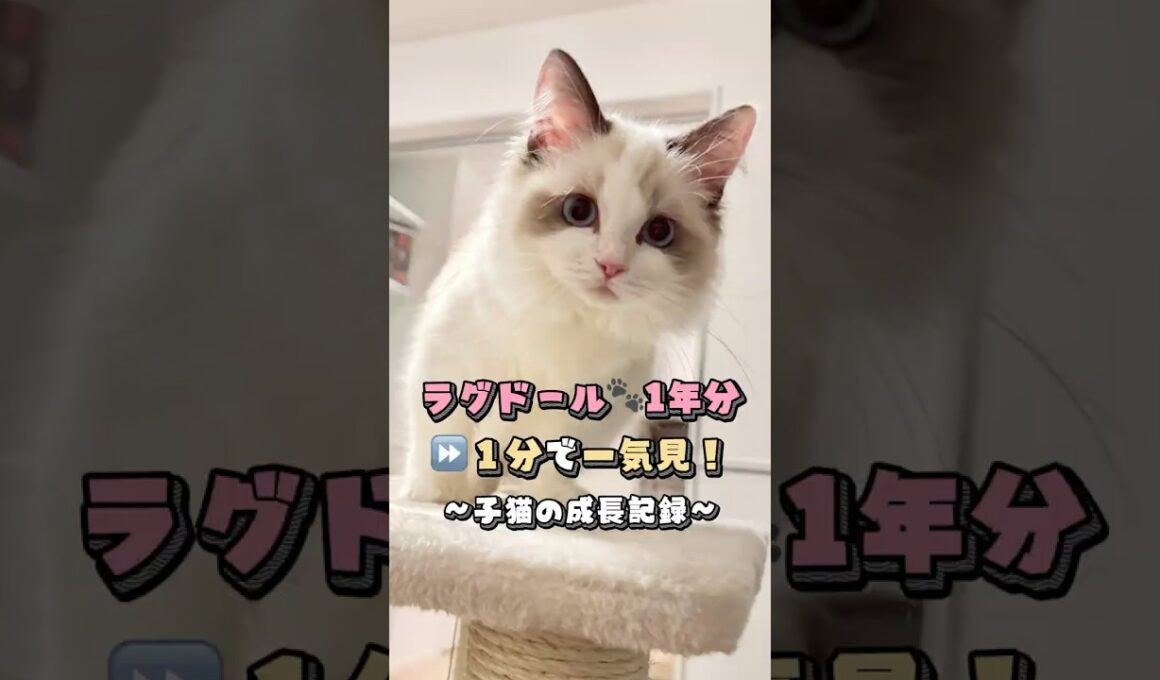 【ラグドール子猫の成長記録】1年分を1分で一気見！〈本編は概要欄から〉