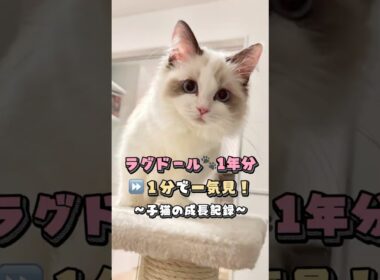 【ラグドール子猫の成長記録】1年分を1分で一気見！〈本編は概要欄から〉