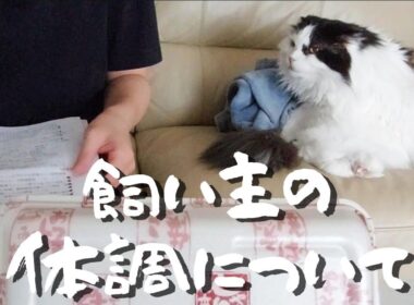 【健康管理】飼い主の体調についてと猫たちの反応