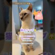 猫のゲップ🐱小さすぎて聞こえる…？👂💨【トンキニーズ】Cat Burp🐱 Too Quiet to Hear…? 👂💨 [Tonkinese]#猫 #猫動画 #トンキニーズ