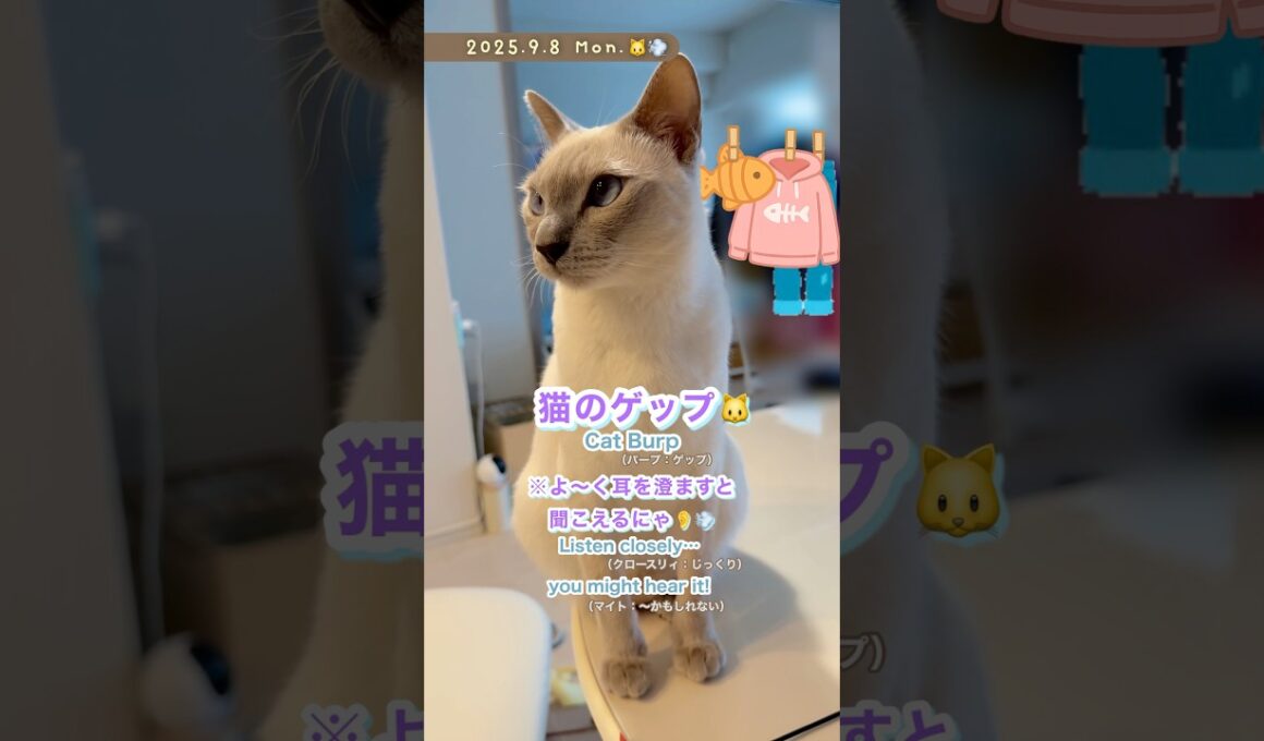 猫のゲップ🐱小さすぎて聞こえる…？👂💨【トンキニーズ】Cat Burp🐱 Too Quiet to Hear…? 👂💨 [Tonkinese]#猫 #猫動画 #トンキニーズ