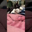 添い寝する子ネコ２匹。黒猫の黒夢、シャム雫。黒夢、起きて、雫を、ナメナメ