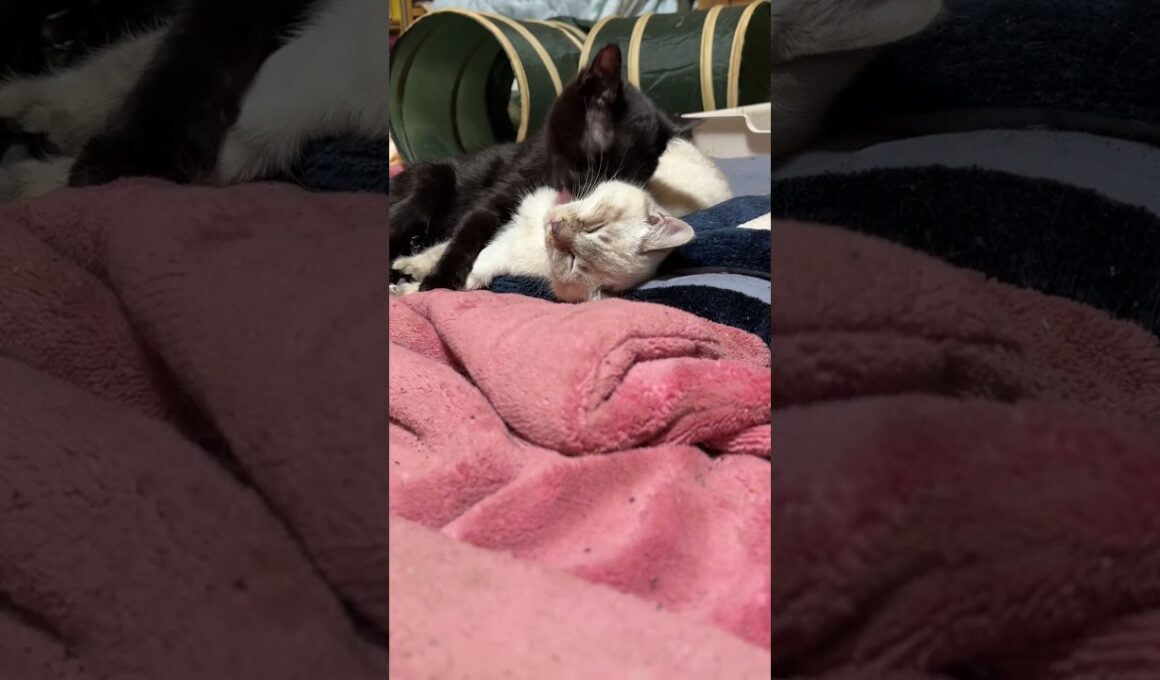 添い寝する子ネコ２匹。黒猫の黒夢、シャム雫。黒夢、起きて、雫を、ナメナメ