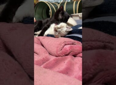 添い寝する子ネコ２匹。黒猫の黒夢、シャム雫。黒夢、起きて、雫を、ナメナメ
