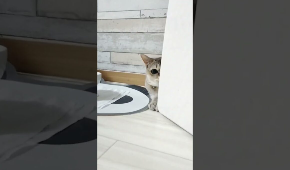 一瞬で瞳孔が開くシンガプーラ猫