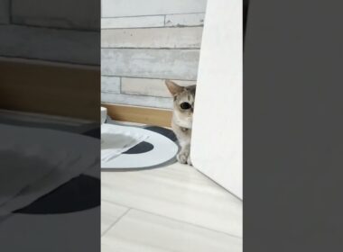 一瞬で瞳孔が開くシンガプーラ猫