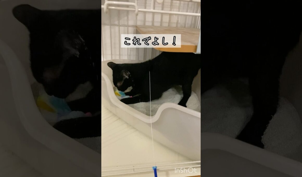 猫砂をまぶす黒猫　#ボンベイ #子猫 #cat #bombay #ねこ #ねこのいる生活 #ねこ動画 #猫のいる暮らし #ネコ #トイレ #おもちゃ #かわいい #癒やし