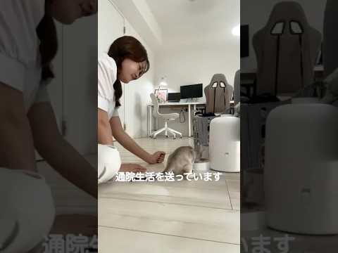 【悲報】うちの猫がご飯を食べてくれません #cat #子ネコ #シンガプーラ #好きな子猫 #猫のいる暮らし