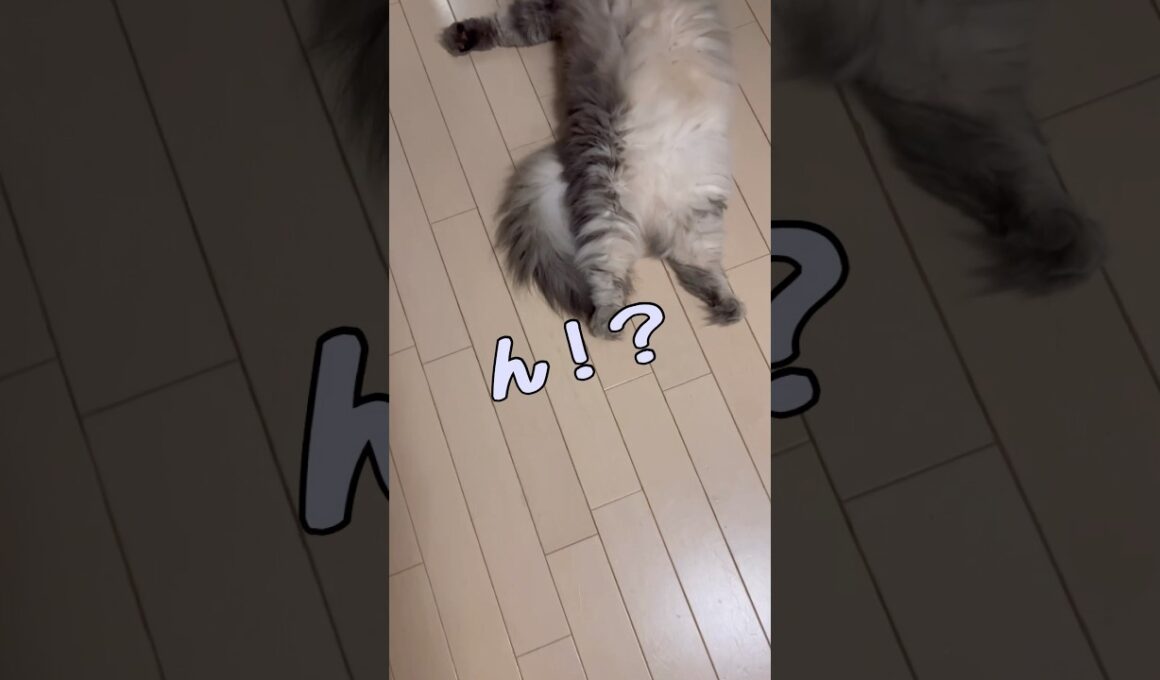 まな猫を見ていて、ふと思うこと #shorts #ノルウェージャンフォレストキャット #cat