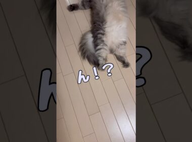 まな猫を見ていて、ふと思うこと #shorts #ノルウェージャンフォレストキャット #cat