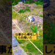 仕事から帰宅したら白哉がいた動画#野良猫 #野良猫動画 #野良猫保護