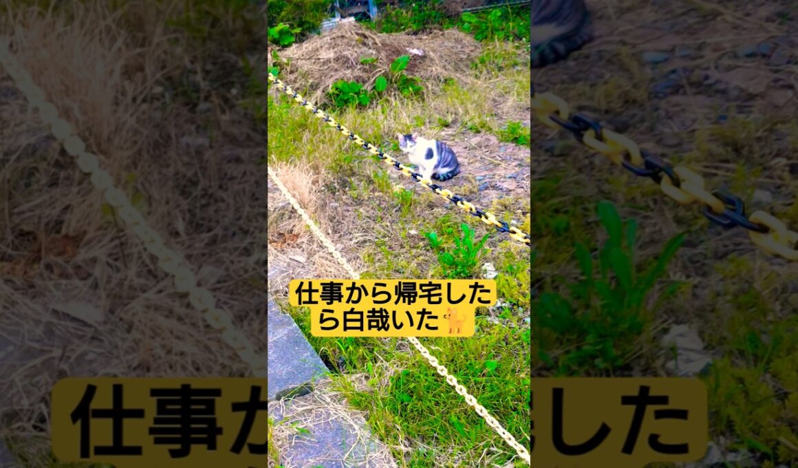 仕事から帰宅したら白哉がいた動画#野良猫 #野良猫動画 #野良猫保護