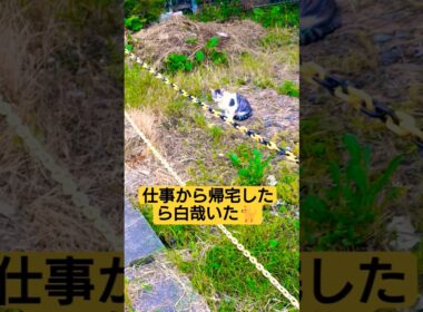 仕事から帰宅したら白哉がいた動画#野良猫 #野良猫動画 #野良猫保護